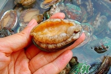 男人吃鮑魚能補腎嗎？腎虛能吃鮑魚嗎？