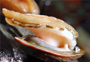 男人吃鮑魚能補腎嗎？腎虛能吃鮑魚嗎？