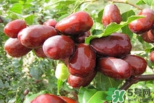 吃紅棗不能補(bǔ)血嗎？紅棗亂吃不但不能補(bǔ)血