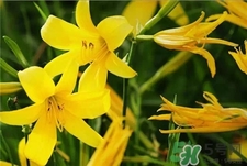吃黃花菜下奶嗎?產婦可以吃黃花菜嗎?