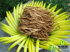 吃黃花菜下奶嗎?產婦可以吃黃花菜嗎?