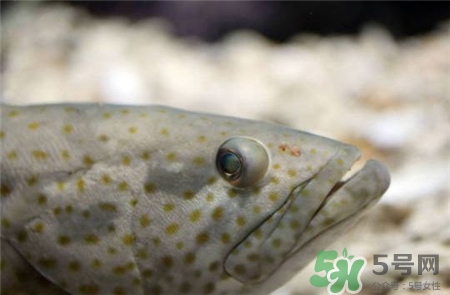 石斑魚的營養價值 石斑魚的功效與作用