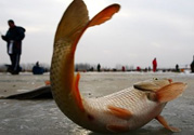 冬天釣魚用什么餌料？冬天釣魚用什么小藥？