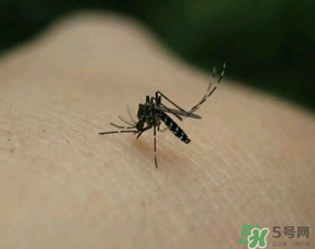 冬天有蚊子嗎？為什么冬天還有蚊子？