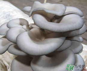 平菇可以放冰箱嗎？平菇在冰箱可以放幾天？