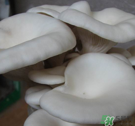 平菇可以放冰箱嗎？平菇在冰箱可以放幾天？