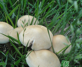 草菇不能和什么一起吃？草菇和什么相克？