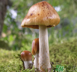 蘑菇可以放冰箱嗎？蘑菇放冰箱長毛了能吃嘛？