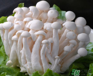 白玉菇孕婦能吃嗎？孕婦可以吃白玉菇嗎？