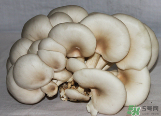 平菇怎么保存？平菇能放幾天？