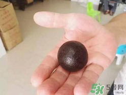 羊寶是什么？羊寶為什么這么貴？