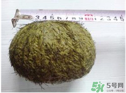羊寶是什么？羊寶為什么這么貴？