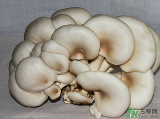 吃平菇有什么好處？平菇怎么做好吃？