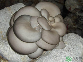 平菇是什么樣子？平菇是怎么長出來的？