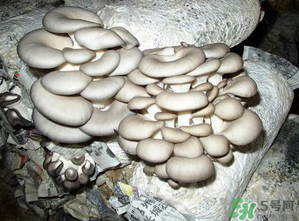 平菇是什么樣子？平菇是怎么長出來的？