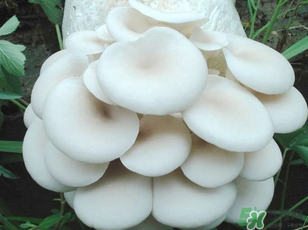 坐月子能吃平菇嗎？坐月子能不能吃平菇？