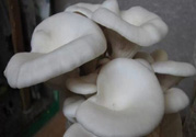 坐月子能吃平菇嗎？坐月子能不能吃平菇？