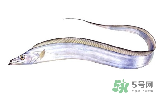 帶魚發黃還能吃嗎?帶魚發黃是怎么回事