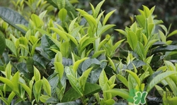 鐵觀音和普洱茶哪個好?鐵觀音和普洱茶的區別