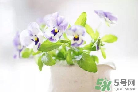 冬天陽臺種什么植物好?冬天種什么植物好養活? 冬天陽臺種什么植物好?冬天種什么植物好養活?