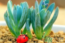 冬天陽臺種什么植物好?冬天種什么植物好養活? 冬天陽臺種什么植物好?冬天種什么植物好養活?