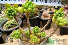 冬天陽臺種什么植物好?冬天種什么植物好養活? 冬天陽臺種什么植物好?冬天種什么植物好養活?
