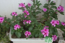 冬天陽臺種什么植物好?冬天種什么植物好養活? 冬天陽臺種什么植物好?冬天種什么植物好養活?