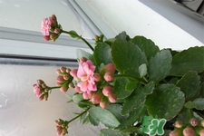 冬天陽臺種什么植物好?冬天種什么植物好養活? 冬天陽臺種什么植物好?冬天種什么植物好養活?
