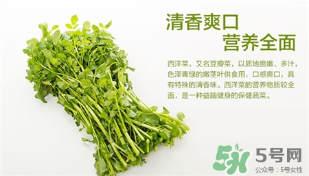 西洋菜的營養價值 西洋菜的功效與作用