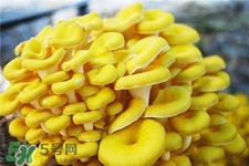 榆黃蘑的營養價值 榆黃蘑的功效與作用