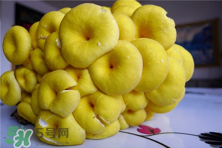榆黃蘑的營養價值 榆黃蘑的功效與作用