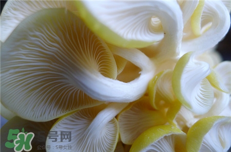 榆黃蘑的營養價值 榆黃蘑的功效與作用