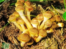 榛蘑的營養價值 榛蘑的功效與作用