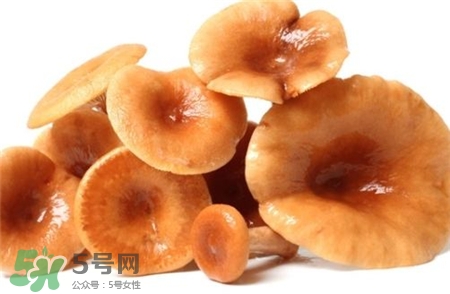 紅菇的營養價值 紅菇的功效與作用