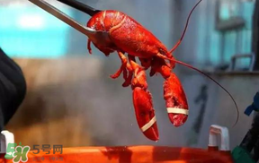 冬天有小龍蝦嗎？冬天吃小龍蝦好嗎？