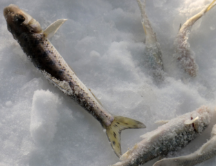 冬天怎么釣魚？冬天怎么釣鯽魚？