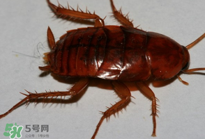 冬天有蟑螂嗎？蟑螂冬天還有嗎？