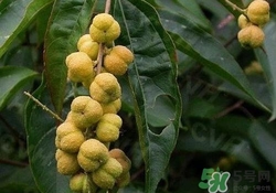 巴豆可以治療便秘嗎？便秘可以吃巴豆嗎？