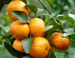 小橘子上火嗎？小橘子吃多了會上火嗎？