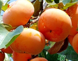一天可以吃幾個柿子？柿子每天可以吃幾個？