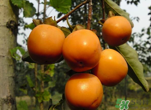 一天可以吃幾個柿子？柿子每天可以吃幾個？