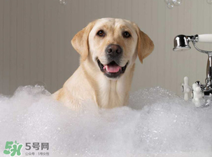 冬天狗狗多久洗一次澡？狗狗冬天久洗一次澡？