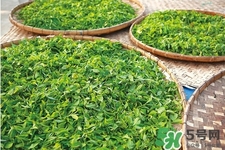 口含茶葉能治口臭嗎？口含茶葉有什么作用？