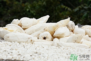 木薯的營養價值 木薯的功效與作用