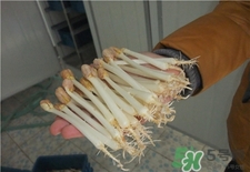 花生芽的營養價值 花生芽的功效與作用