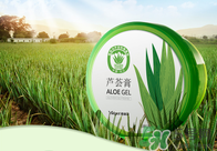 雅麗潔蘆薈膠多少錢？雅麗潔蘆薈膠好不好？
