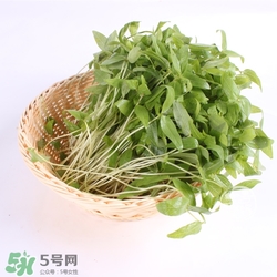 芽苗菜的營養價值 芽苗菜的功效與作用