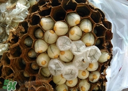 蜂蛹怎么吃最有營養?蜂蛹的功效與作用