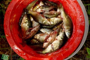腌魚用什么容器？腌魚用什么裝？