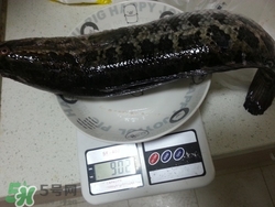 一斤魚可以做多少魚丸？一斤魚可以做幾個魚丸？